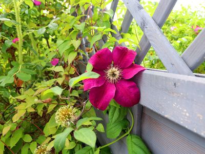 TerraceBalcony