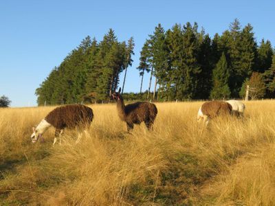 Unsere neuen Mitbewohner, Apollo, Nero, Odin und Caruso