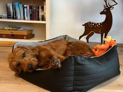 Auch Ihr Hund ist bei uns herzlich willkommen
