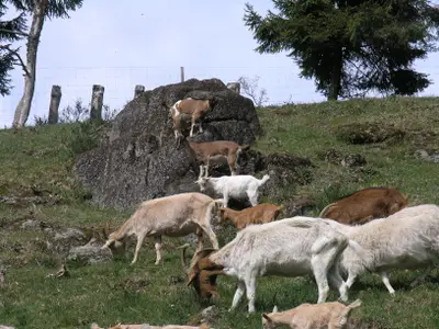 Ziegenherde