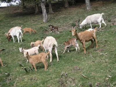 Ziegenherde