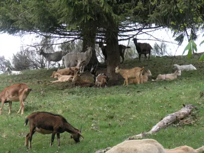 Ziegenherde