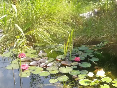 Ferienwohnung für 6 Personen (65 m²) in Tribsees 6/10