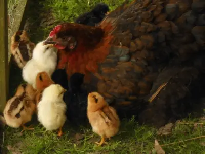 Ferienwohnung für 6 Personen (65 m²) in Tribsees 8/10