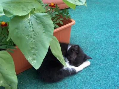 Ferienwohnung für 6 Personen (65 m²) in Tribsees 9/10