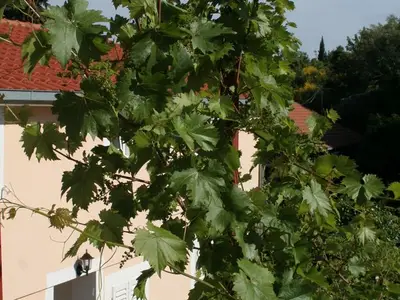 Ferienwohnung für 3 Personen in Trpanj 6/10