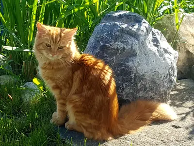 Unsere Katze "Chilli"