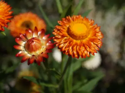 DSC03236