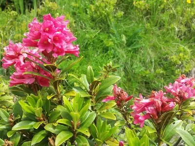 Alpenrose