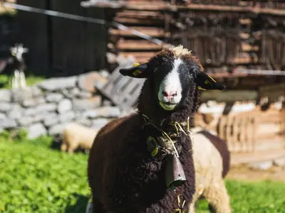 Montafoner Steinschafweg (c) Christian Hirschmann