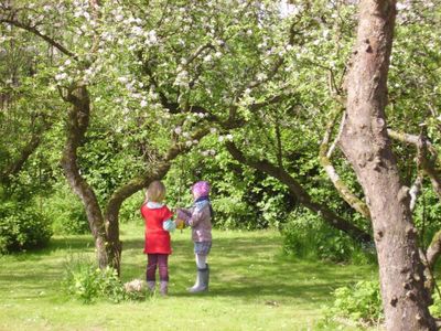 Apfelblüte im Obstgarten