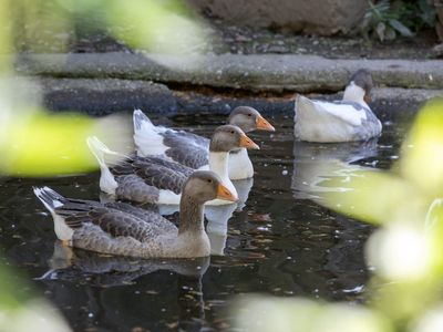 Tiere am Hof