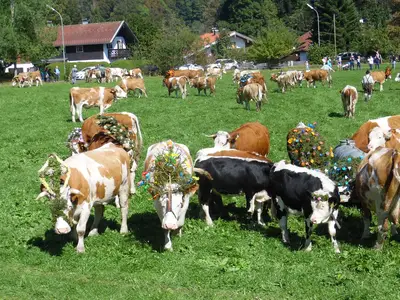 Almabtrieb im Chiemgau