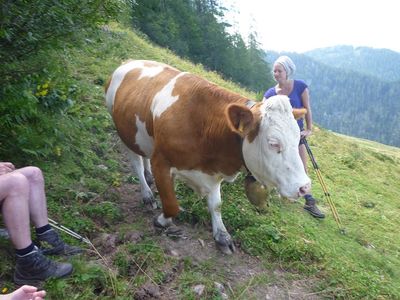 Unsere Kühe