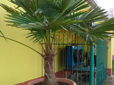 Ferienwohnung für 3 Personen (28 m²) in Ückeritz (Seebad) 7/10