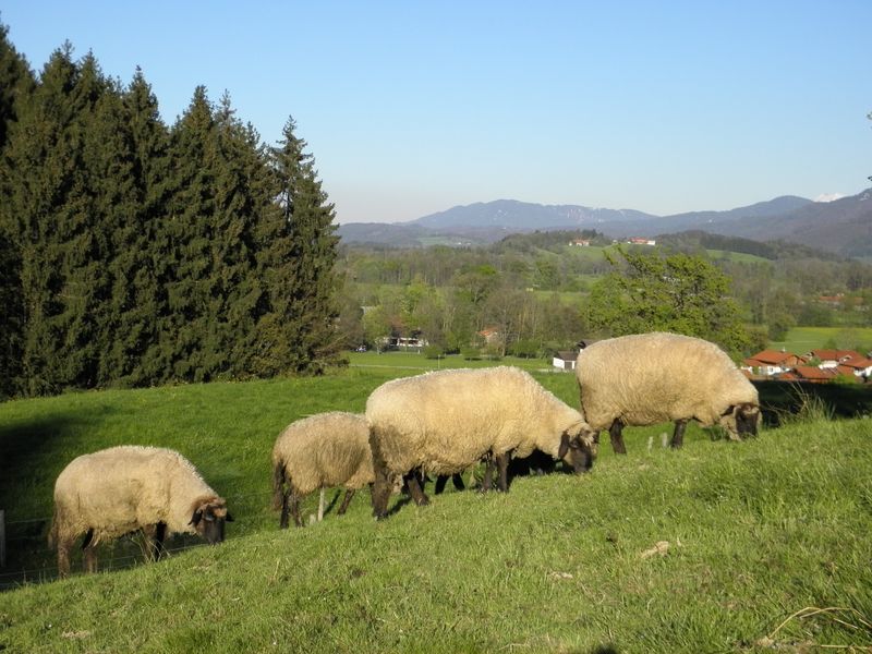 72366-Ferienwohnung-4-Übersee-800x600-2