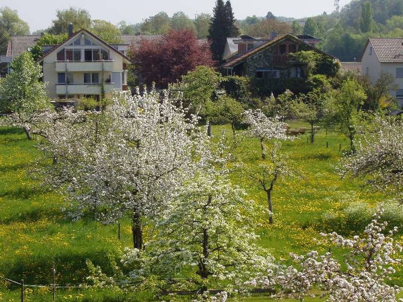 21633553-Ferienwohnung-1-Uhldingen-Mühlhofen-800x600-1