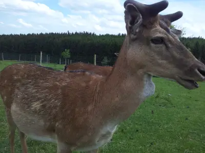 Ferienwohnung für 4 Personen (50 m²) in Ühlingen-Birkendorf 1/7