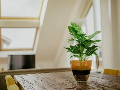 Ambiente / Nahaufnahme