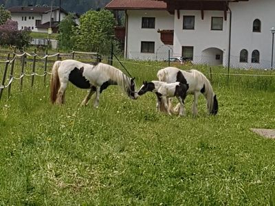 hauseigene Pferde auf der Wiese