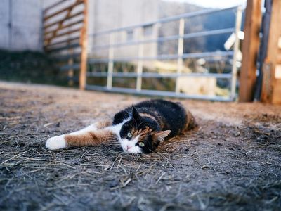 Arche-Oetztal Katze Mitzi