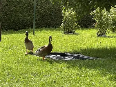 Garten