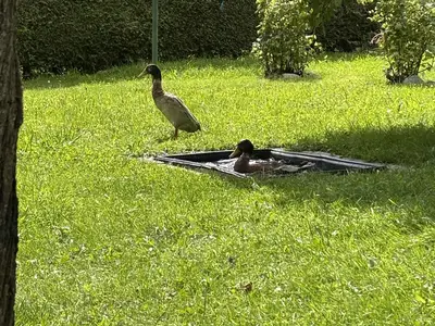 Garten