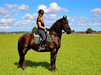 Reiten - Friese