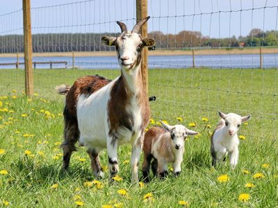 Ziege mit Lämmchen