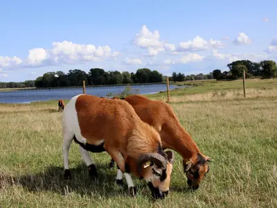 Schafe auf der Wiese