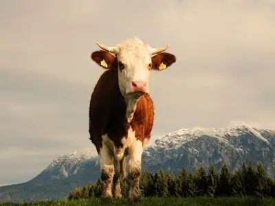 Ferienwohnung für 3 Personen (65 m²) in Unterach am Attersee 8/10