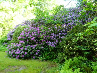 Großer Rhododendron