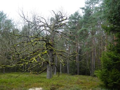 Alte Eiche bei Schillohsberg