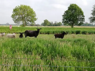 Ferienwohnung für 3 Personen (65 m²) in Uplengen 6/10