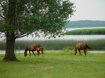 Ferienwohnung für 5 Personen (65 m²) in Usedom 7/10