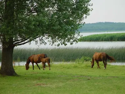 Ferienwohnung für 2 Personen (30 m²) in Usedom 7/10