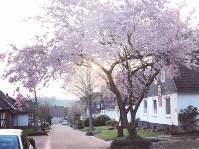 Tulpenstraße in Uslar