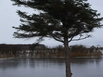 Ferienwohnung für 3 Personen (45 m²) in Utersum 2/10