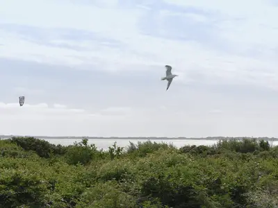 Ferienwohnung für 5 Personen (55 m²) in Utersum 6/10