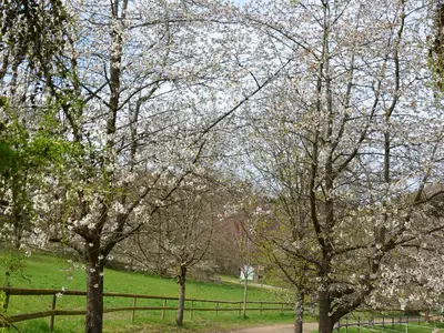 Der Pfauenweg im Frühjahr in der Vulkaneifel Der Pfauenweg im Frühjahr in der Vulkaneifel