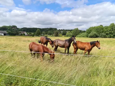 Pferde vom Reitstall auf den umliegenden Weiden