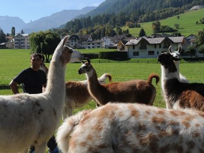 Alles Lamas oder was?