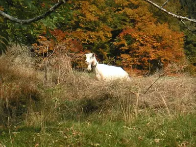 Ferienwohnung für 5 Personen in Valzeina 6/10