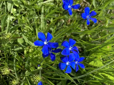 Blumen