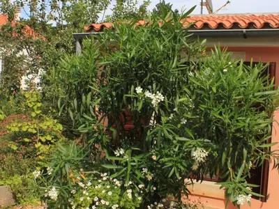 Ferienwohnung für 6 Personen in Veli Lošinj 6/10