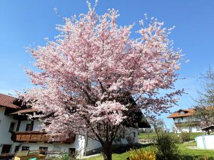 Ferienwohnung für 3 Personen (45 m&sup2;) in Viechtach