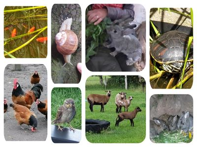 Tiere   Ferienwohnung Caspersen, Viöl-Hoxtrup