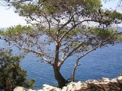 Blick vom Berg 800m vom Appartment entfernt