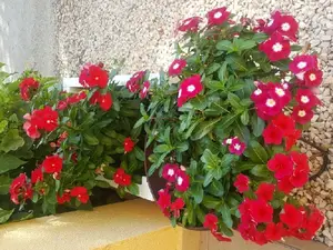 Ferienwohnung für 3 Personen (31 m²) in Vir