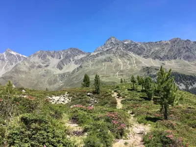 Haselsteiner